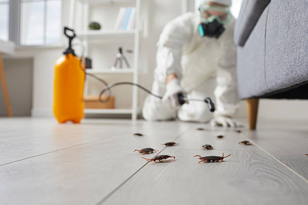 Post-Treatment Bed Bug Interceptor Monitoring in Captain Cook